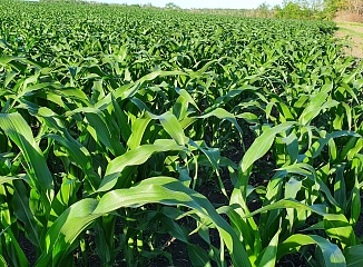 ���������� ������� ����� �� ��������-����������� ��������� 