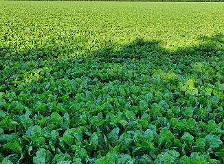 ���������� ������� ����� �� ��������-����������� ��������� 