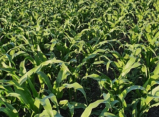 ���������� ������� ����� �� ��������-����������� ��������� 